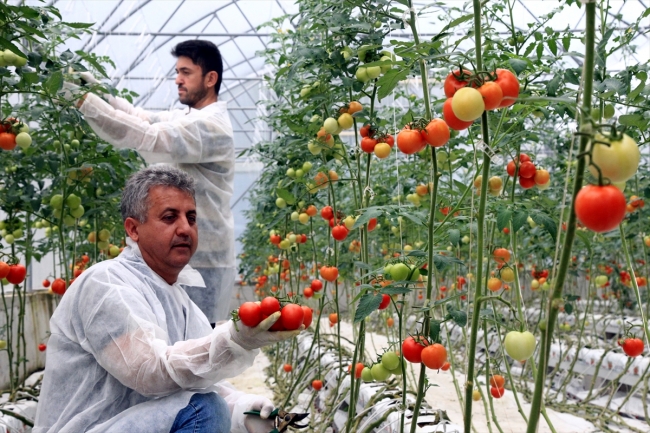 "Dijital tarım" ile hasadı öne çekti